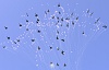     
: VFAT2011-Mass-Flight-Split.jpg
: 2410
:	174.6 
ID:	3063